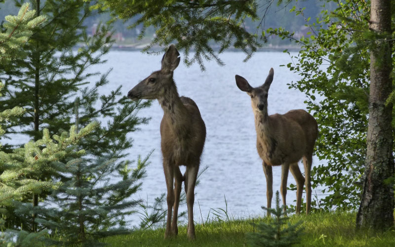 trees, deer, animals, mammal, lake, forest, nature, summer, shoreline, bank, landscape, scenic, countryside, wild life