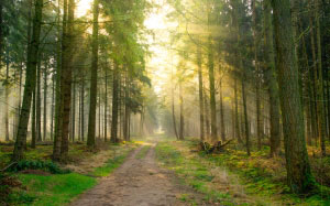 forest, sun, green, spring, summer, fresh, nature, landscape, sunlight, trees, light, scenic, wood, outdoor, morning, path, 