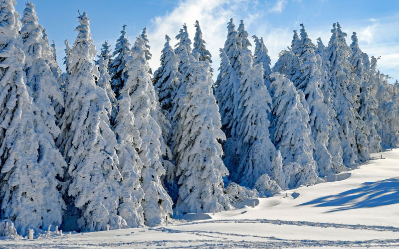 зима, ели, снег, холод, рождество, пейзаж, солнце, лес, белый