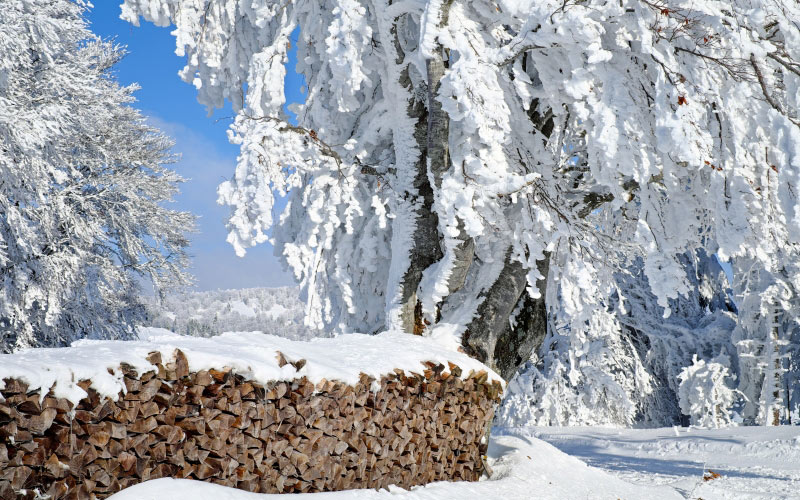 дрова, запас, пейзаж, снежная, зима, холод, белый, деревья, природа, лес