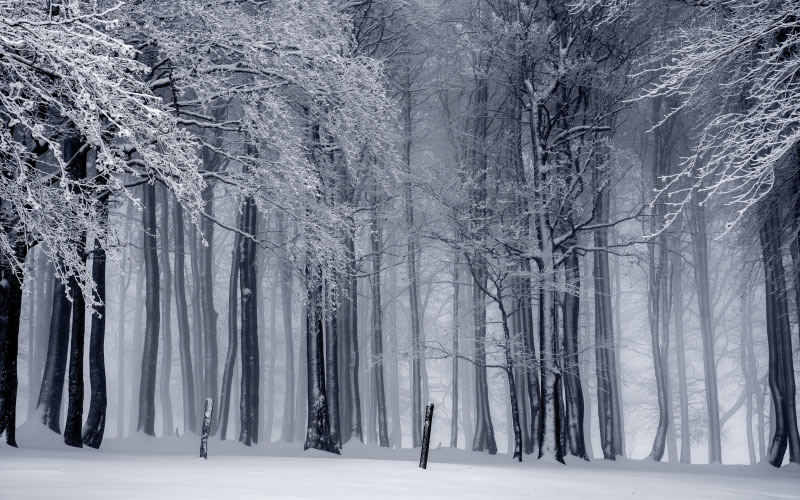 мороз, зима, снег, зимний, холодный, снежный, белизна, белый, деревья, природа, лес, зимний лес, пейзаж