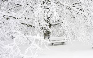 bench, cold, empty, fog, foggy, snow, tree, branches, winter, white, frost, frozen