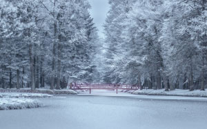 bridge, calm, cold, fog, freezing, frost, frozen, ice, icy, lake, landscape, nature, snow, trees, winter, woods
