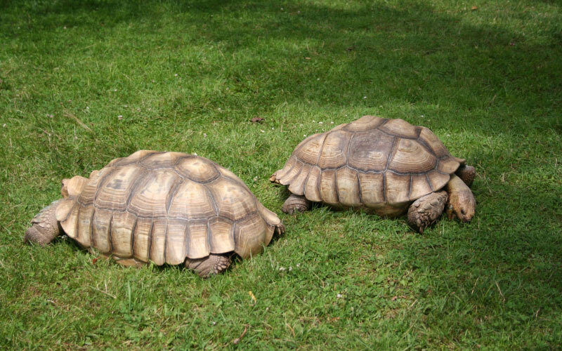 african spur thigh tortoise, geochelone sulcata, turtles, grass, animals, nature
