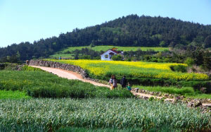 scenery, nature, panorama, farm, spring, korea, rape flowers, yellow, green, field, house, forest, trees