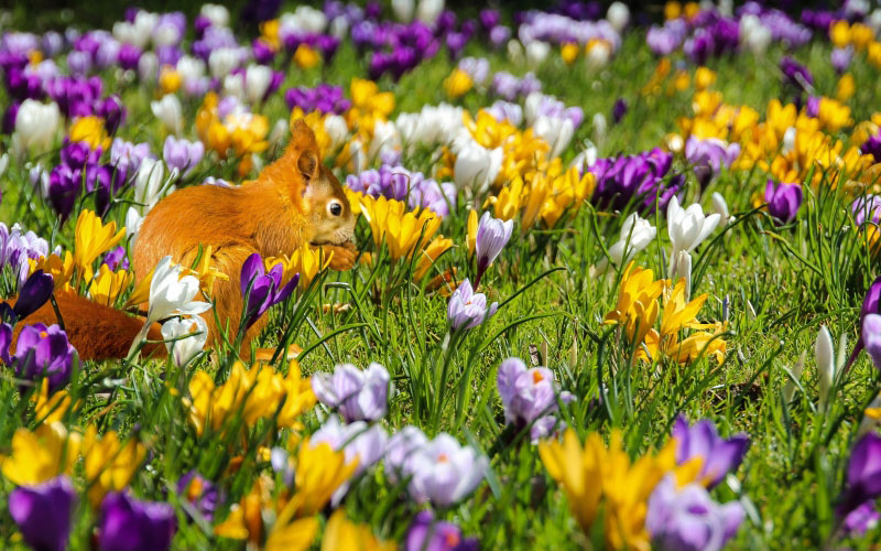 nature, flowers, crocus, animal, squirrel, spring, bloom, colorful, meadow, grass