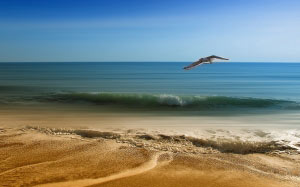 море, песок, чайка, весна, лето, птица, небо, крылья, синий, морской пейзаж, полет, свобода, вода, волны, горизо