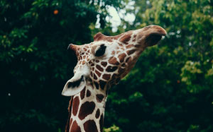 animal, blur, close-up, cute, focus, giraffe, head, long neck, mammal, nature, wild animal, wildlife