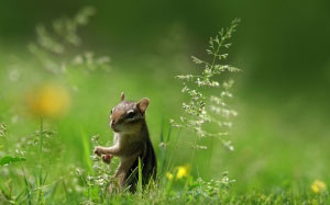 cute, squirrel, grass, green, nature, animal, rodent, buttercup, blur, close