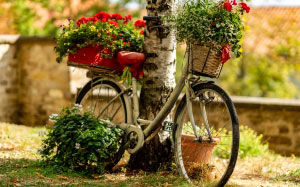 велосипед, корзина, природа, цветы, украшение, декор, дерево