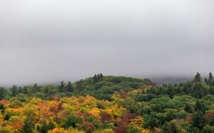 деревья, природа, осень, листва, деревья, лес, пейзаж, листья, клены, небо, облака, туман, октябрь