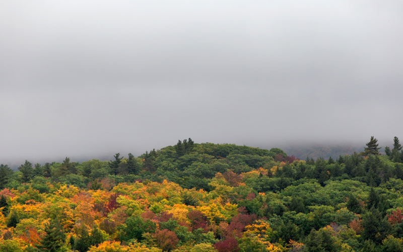 деревья, природа, осень, листва, деревья, лес, пейзаж, листья, клены, небо, облака, туман, октябрь