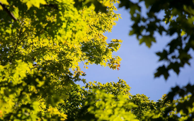 nature, autumn, foliage, trees, leaves, sky, blue, yellow, bright, sunny