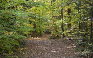 path, nature, trees, foliage, autumn, fall, forest, leaves, wood