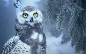мороз, сова, снег, снежная сова, птица, природа, желтые глаза, ночной, животное, зима