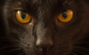 cat, looking, yellow, feline, pet, portrait, fur, black, kitty, brown, eye, dark, close up