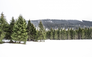 зима, деревья, снег, горы, лес, белый, зеленый, сосна, лес, холм