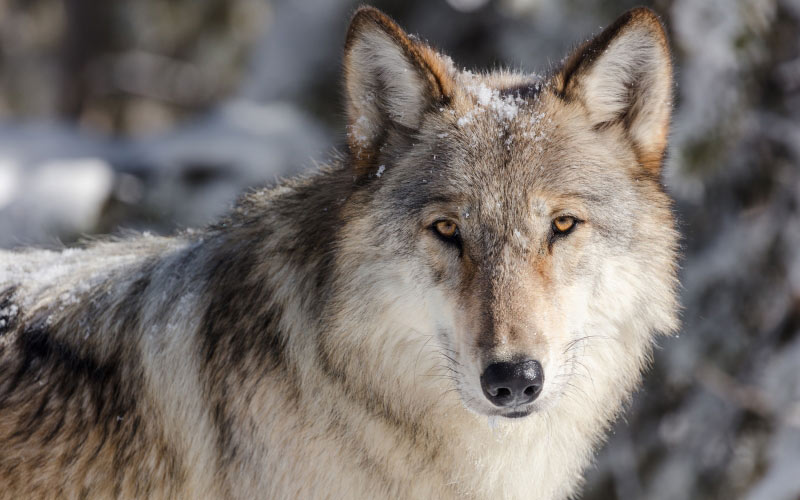 grey, wolf, gray, predator, wildlife, nature, wild, fur, snow, furry, hunter, winter, cold, yellowstone, national park, wyoming
