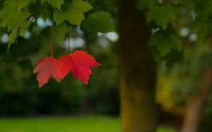 размытие, красный, лист, сезон, осень, пейзаж, дерево, октябрь, сентябрь, листва, зеленый, листья, природа