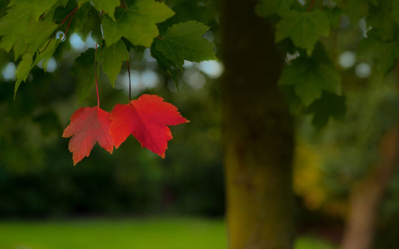 blur, red, leaf, season, autumn, landscape, outdoor, tree, october, september, foliage, fall, green, leaves, nature