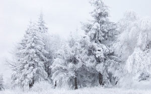 пейзаж, зима, сцена, природа, мороз, замерзший, снег, лес, деревья, холод
