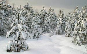 небо, пейзаж, лес, холод, природа, синий, сезон, белый, снег, деревья, облако, зима
