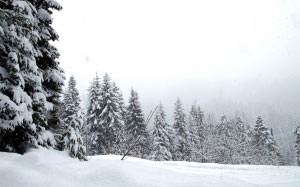 снегопад, зима, лес, пейзаж, природа