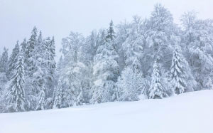 зима, снег, лес, деревья, снежно, пейзаж, природа