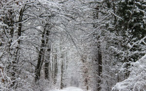 nature, forest, snow, winter, wood, trees, frost, cold, landscape, branches, road, path