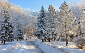зима, парк, снег, иней, пейзаж, день, ясно, дорога, дорожка, деревья, ели, сосны, мороз