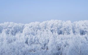 winter, frost, freeze, cold, forest, landscape, trees, snow, season, ice, weather, outdoors, frozen, white, wood