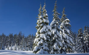 snow, pine trees, winter, evergreens, forest, wood, landscape, scenic, cold, wilderness, blue sky
