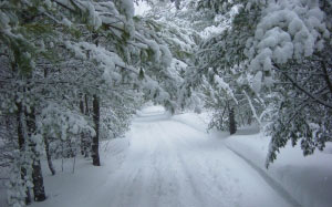 зима, снег, лес, деревья, сезон, мороз, лед, декабрь, снегопад, замороженный, погода, январь, пейзаж, природа