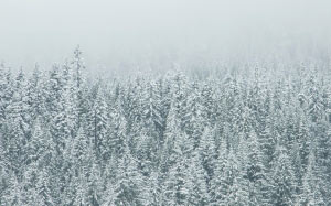 деревья, природа, лес, снег, зима, мороз, вечнозеленый, пихта, сезон, ель, тундра, замерзание