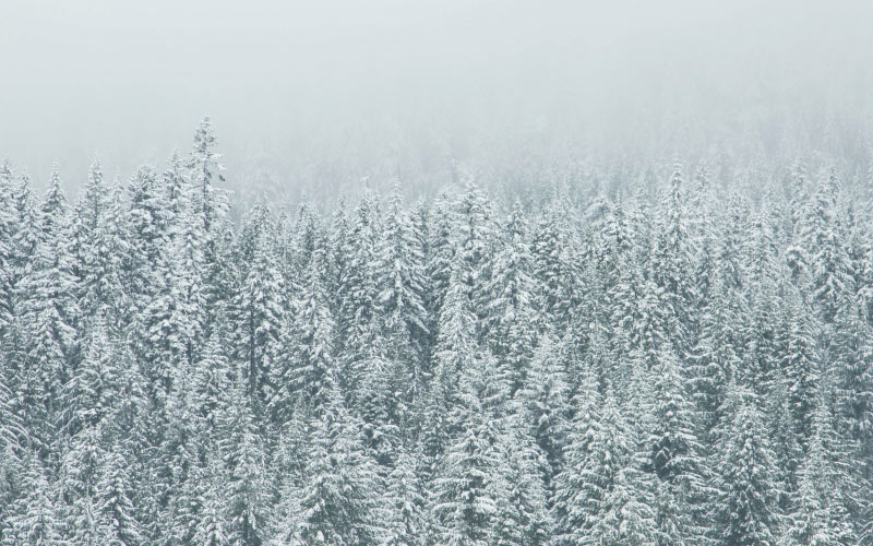 trees, nature, forest, snow, winter, frost, evergreen, fir, season, spruce, tundra, freezin