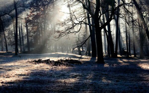trees, nature, forest, snow, winter, light, mist, sunlight, morning, evening, autumn, weather, darkness, season, light beam, wood