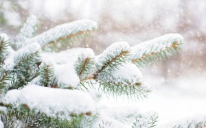 spruce, pine, branch, winter, snow, tree, evergreen, nature, season