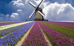 поле, цветы, фиолетовый, небо, ветряная мельница, английская лаванда, весна, тюльпаны, урожай, ветер, луг, лаванда, лилии