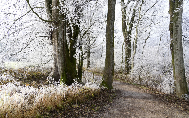 path, nature, landscape, hoarfrost, cold, winter, frozen, frost, wintertime, wintry, winter mood, leaves, branches, winter forest, trees, wood