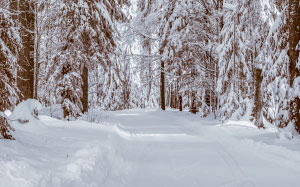 лес, зима, холод, зимний лес, лес, деревья, мороз, солнце, пейзаж, природа, снег, зимнее настроение, путь, дорога