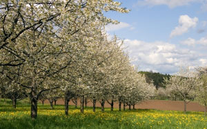 вишневые деревья, весна, сад, природа, одуванчики, поле, цветение, цветы, пейзаж, деревья