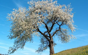 prunus avium, wild cherry, flowers, bloom, blossom, spring, nature, blue sky, tree, landscape
