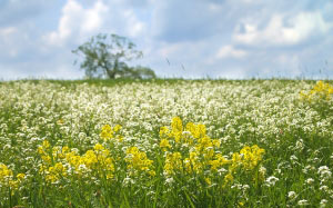 landscape, tree, nature, grass, plants, sky, white, field, meadow, prairie, flower, spring, green, yellow, agriculture, rapeseed, wildflower, flowers, clouds, grassland