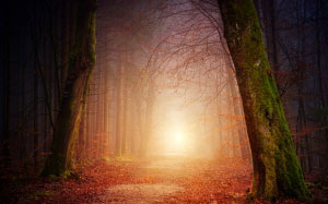 природа, лес, деревья, свет, солнце, туманный, закат, тень, осень, настроение, ветви, пейзаж, прочь, путь, листья, осень, листва, мистический, оранжевый, романтичный, атмосферный, магия, сказочный