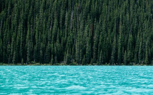 conifer, forest, idyllic, lake, landscape, nature, outdoors, river, scenery, summer, trees, water, woods, turquoise