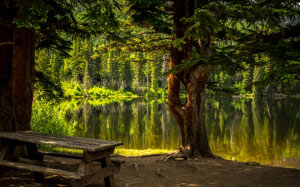forest, nature, bench, lake, park, recreational area, fall, landscape, light, outdoors, water, scenic, summer, trees, wood