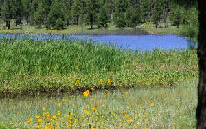 lake, reed, grass, forest, pine, wild flowers, landscape, nature