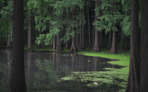 зеленый, лес, мангровые заросли, озеро, природа, тина, река, деревья, вода, лес, дикая природа
