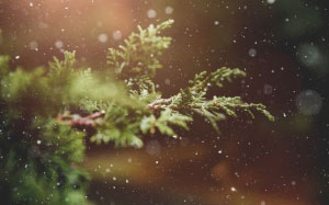 winter, plant, branch, tree, green, nature, snowflakes, background, snow, blur