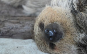 cute, animal, comfortable, snout, sloth, three toed sloth, wildlife, two toed sloth, fawn, zoo
